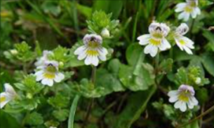 Eyebright