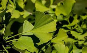 Ginkgo Biloba