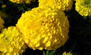 Lutein